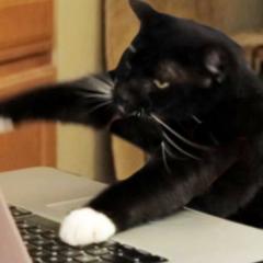 Cat Typing