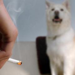 Pets and Tobacco